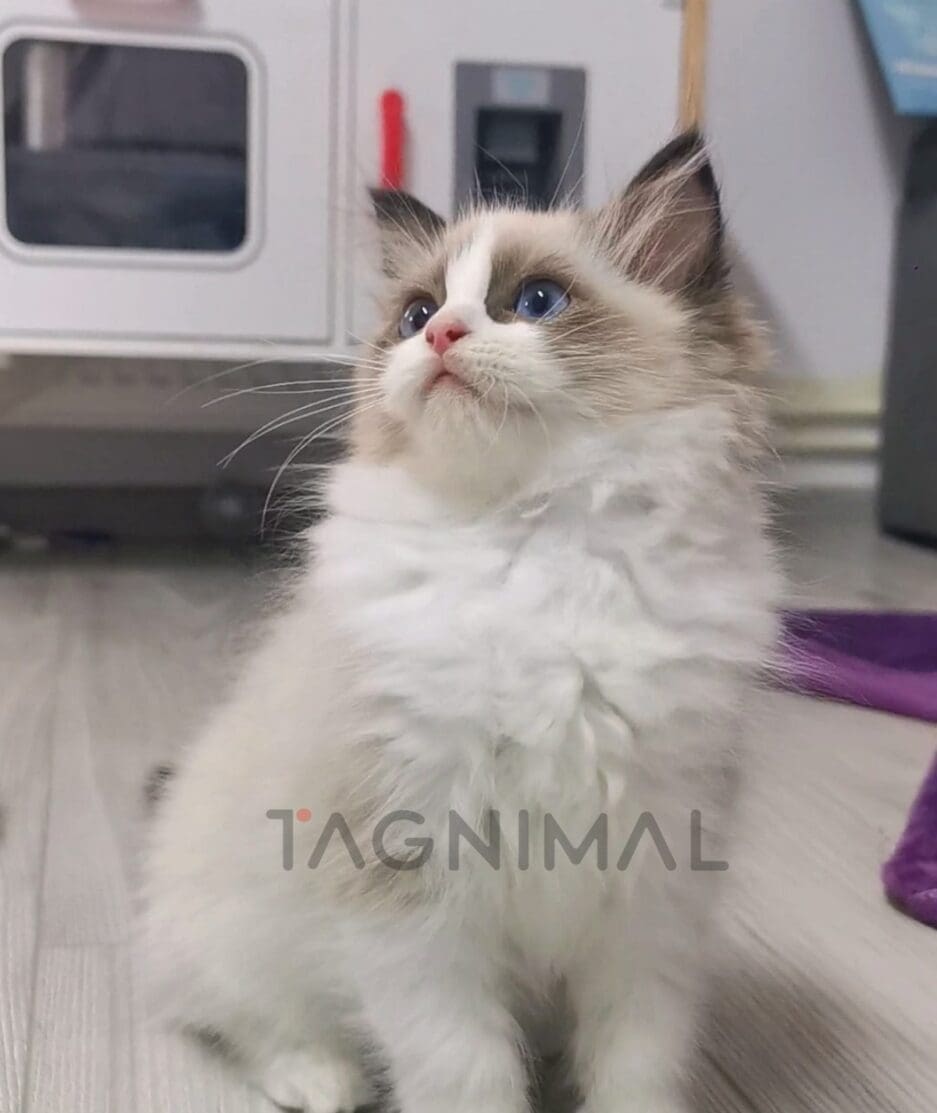 Ragdoll kitten for sale, cat for sale at Tagnimal