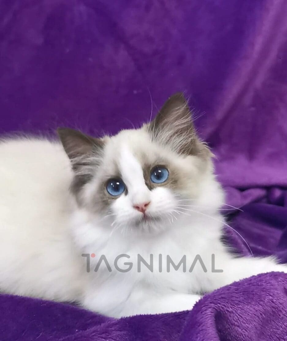 Ragdoll kitten for sale, cat for sale at Tagnimal