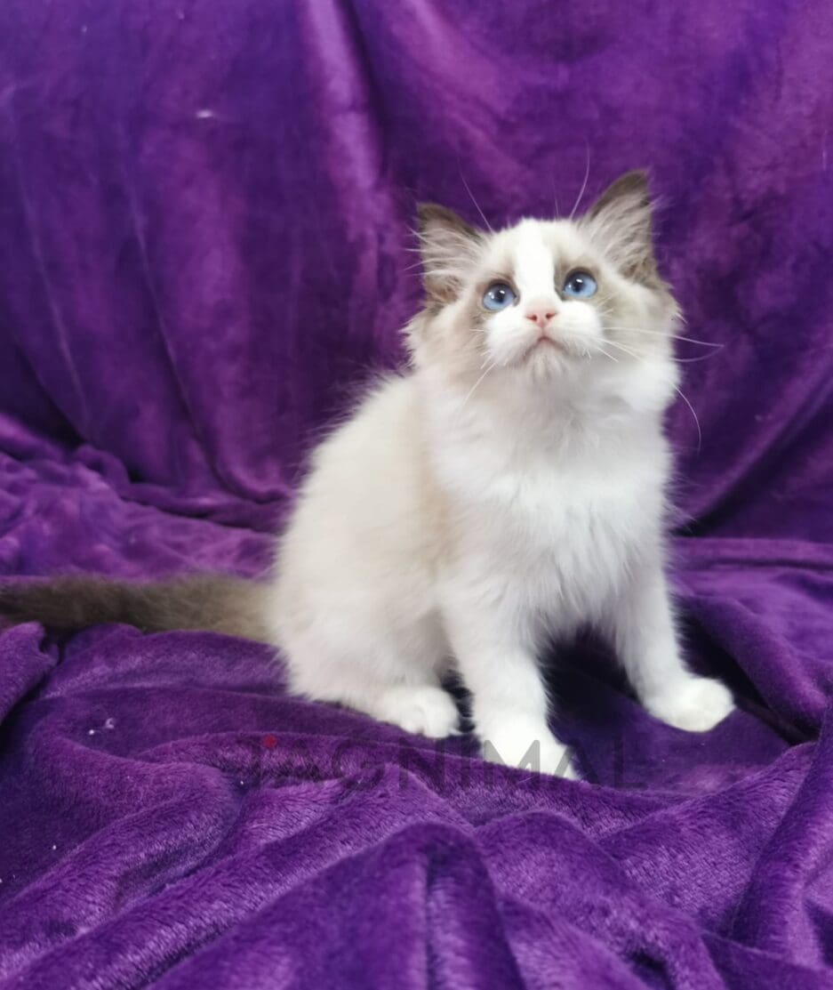 Ragdoll kitten for sale, cat for sale at Tagnimal