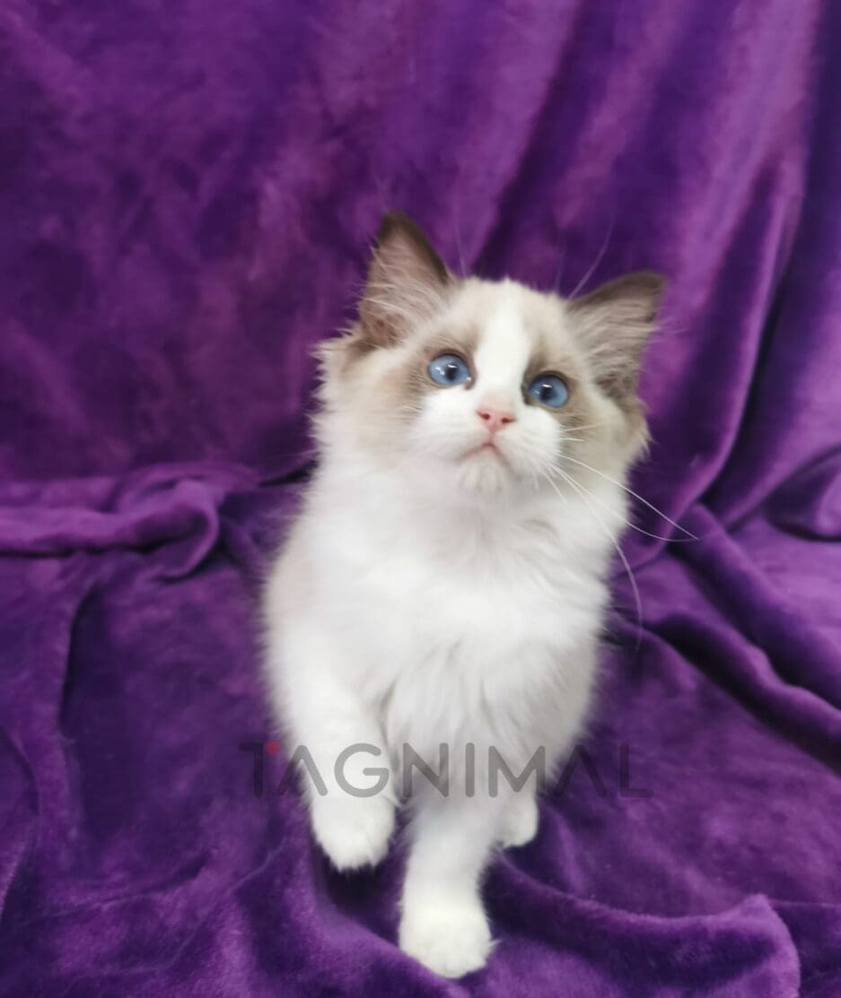 Ragdoll kitten for sale, cat for sale at Tagnimal