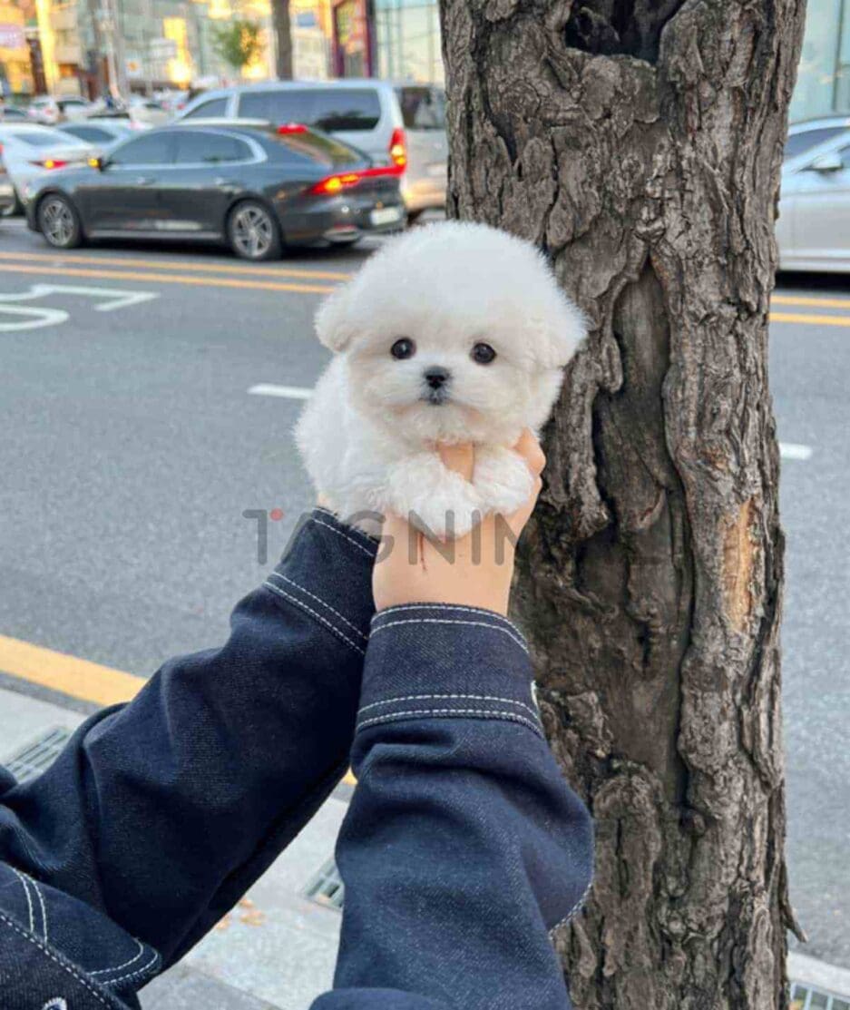 Bichon puppy for sale, dog for sale at Tagnimal