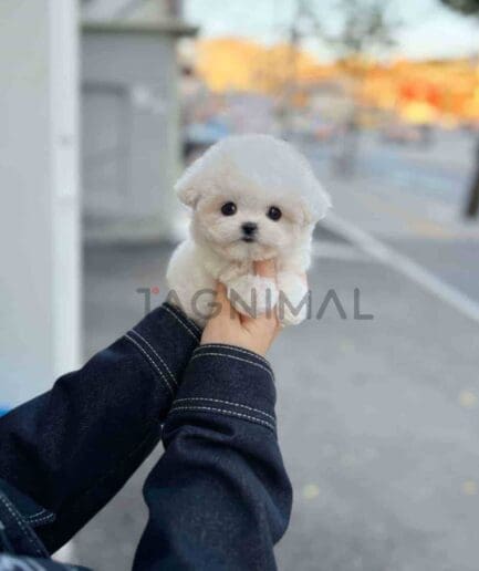 Bichon puppy for sale, dog for sale at Tagnimal