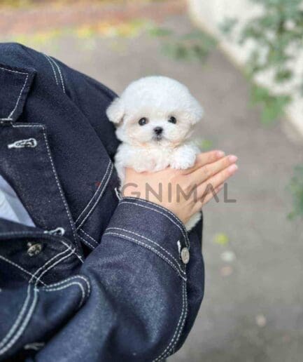 Bichon puppy for sale, dog for sale at Tagnimal