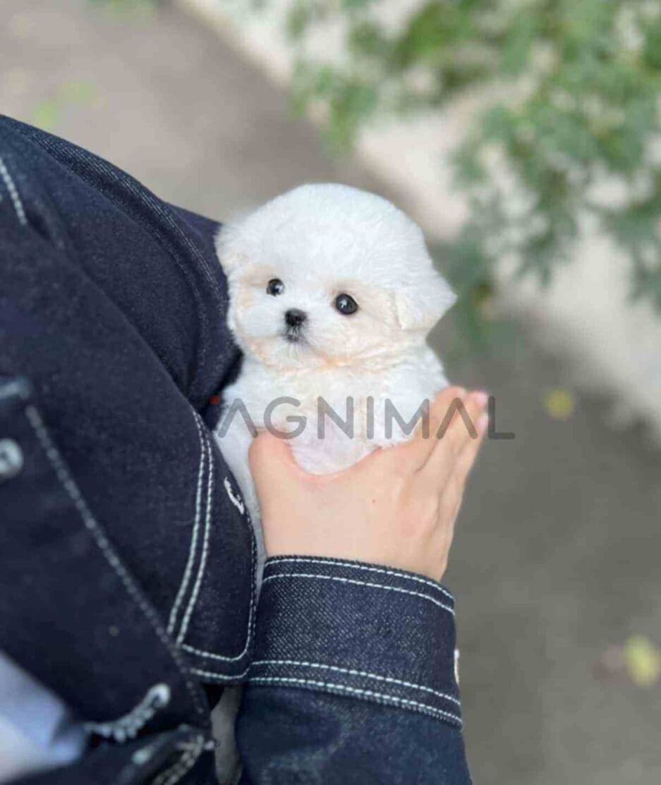 Bichon puppy for sale, dog for sale at Tagnimal