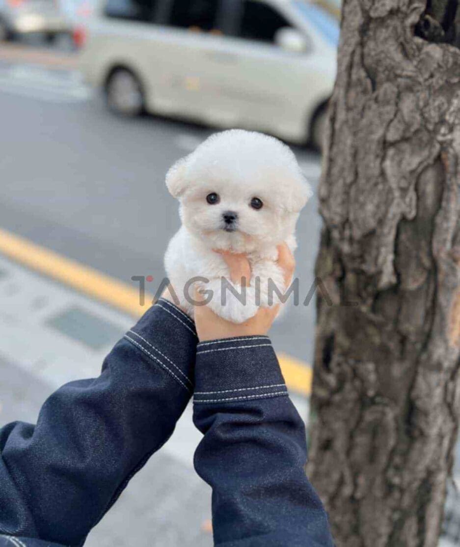 Bichon puppy for sale, dog for sale at Tagnimal