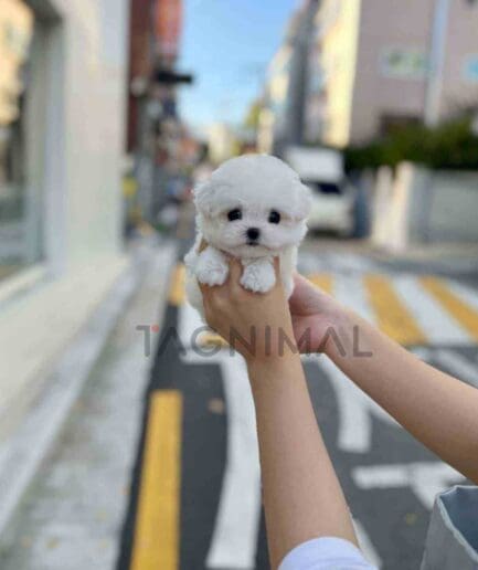 Bichon puppy for sale, dog for sale at Tagnimal