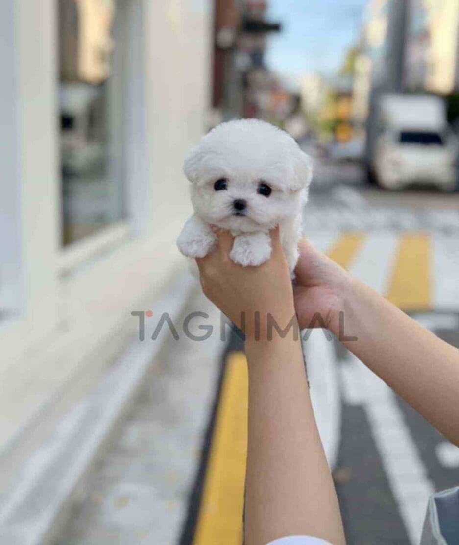 Bichon puppy for sale, dog for sale at Tagnimal