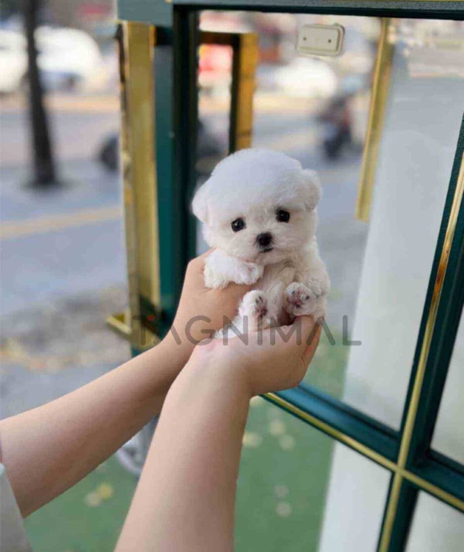 Bichon puppy for sale, dog for sale at Tagnimal