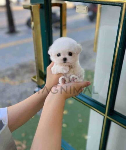 Bichon puppy for sale, dog for sale at Tagnimal