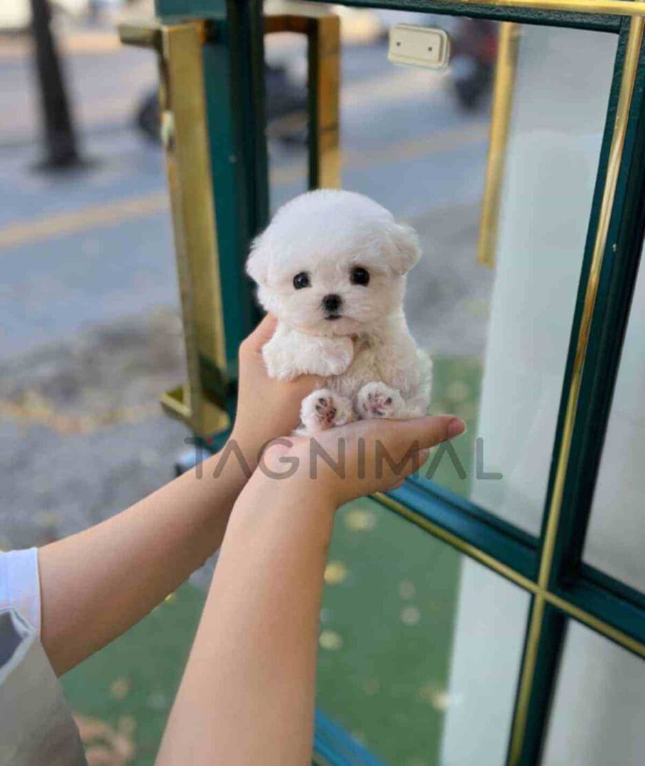 Bichon puppy for sale, dog for sale at Tagnimal