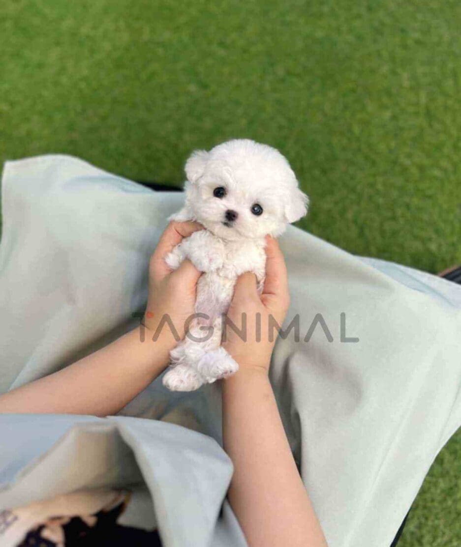 Bichon puppy for sale, dog for sale at Tagnimal