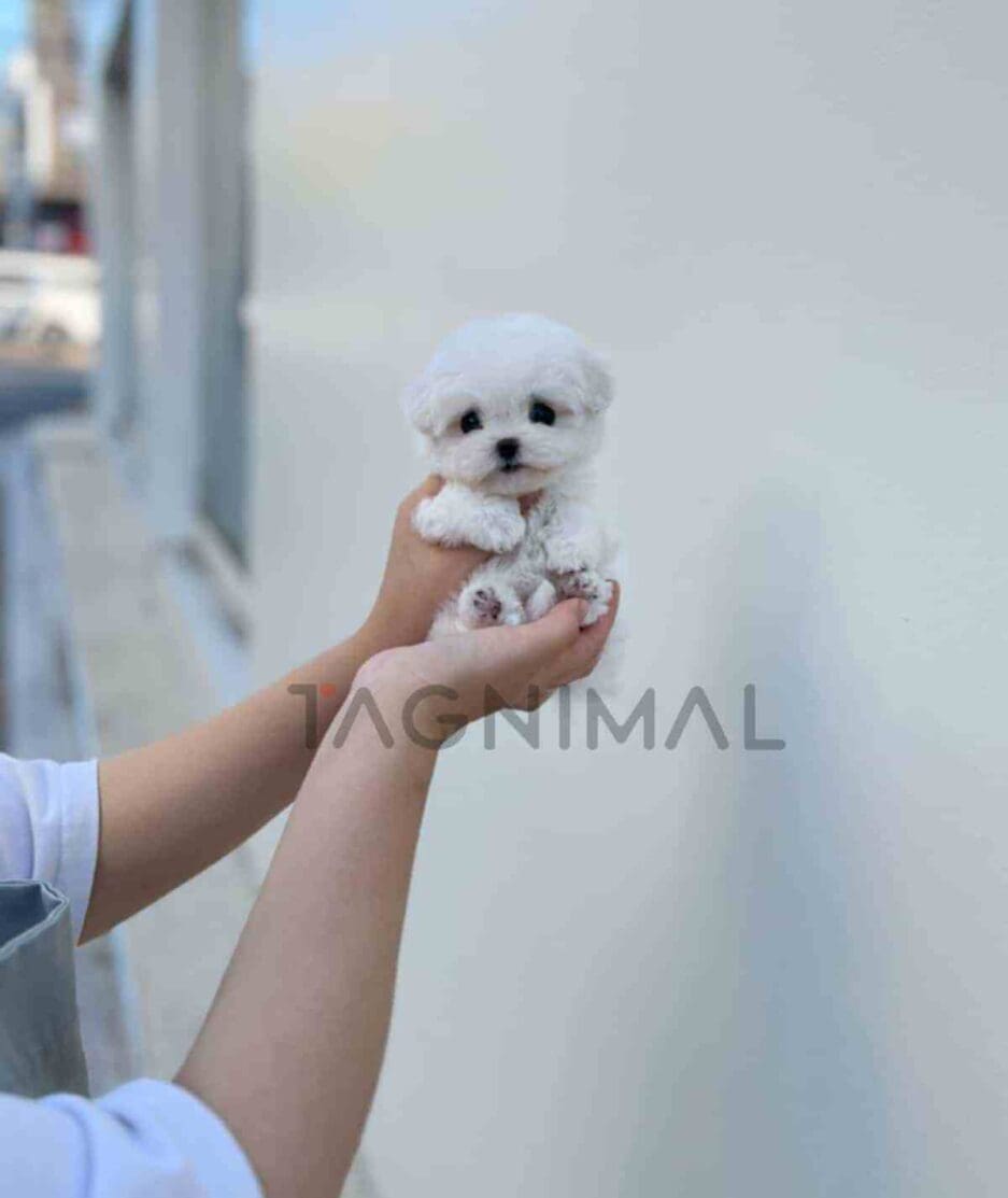 Bichon puppy for sale, dog for sale at Tagnimal