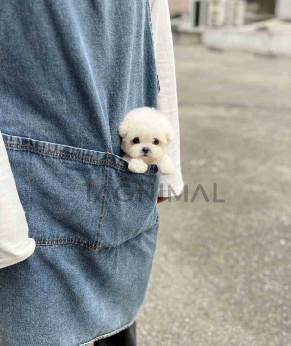 Bichon puppy for sale, dog for sale at Tagnimal