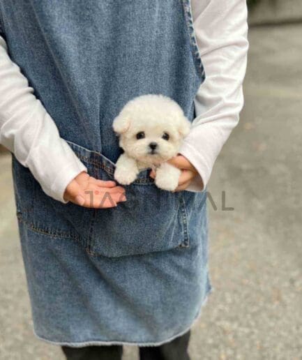 Bichon puppy for sale, dog for sale at Tagnimal