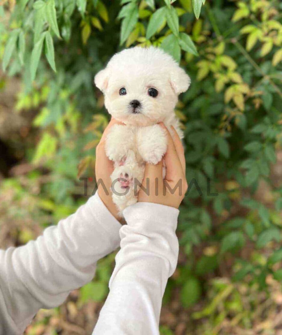 Bichon puppy for sale, dog for sale at Tagnimal