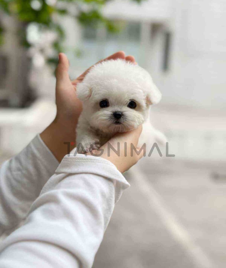 Bichon puppy for sale, dog for sale at Tagnimal