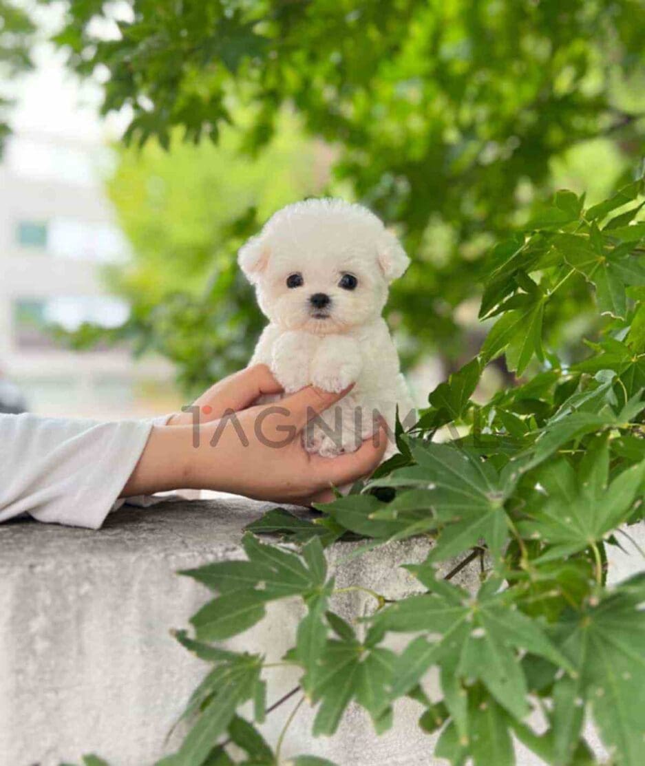 Bichon puppy for sale, dog for sale at Tagnimal