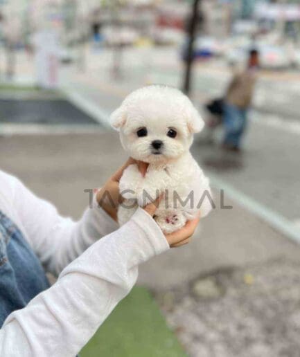 Bichon puppy for sale, dog for sale at Tagnimal