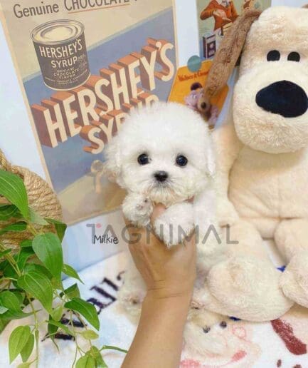 Bichon puppy for sale, dog for sale at Tagnimal