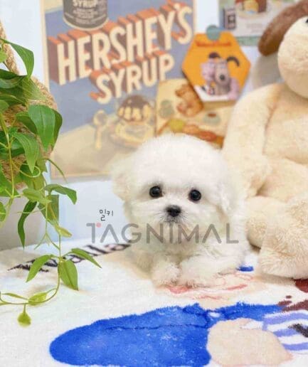 Bichon puppy for sale, dog for sale at Tagnimal