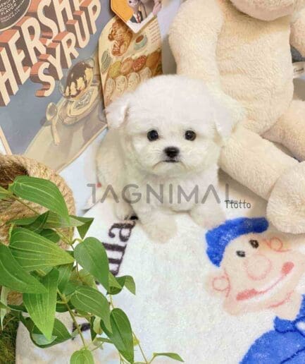 Bichon puppy for sale, dog for sale at Tagnimal