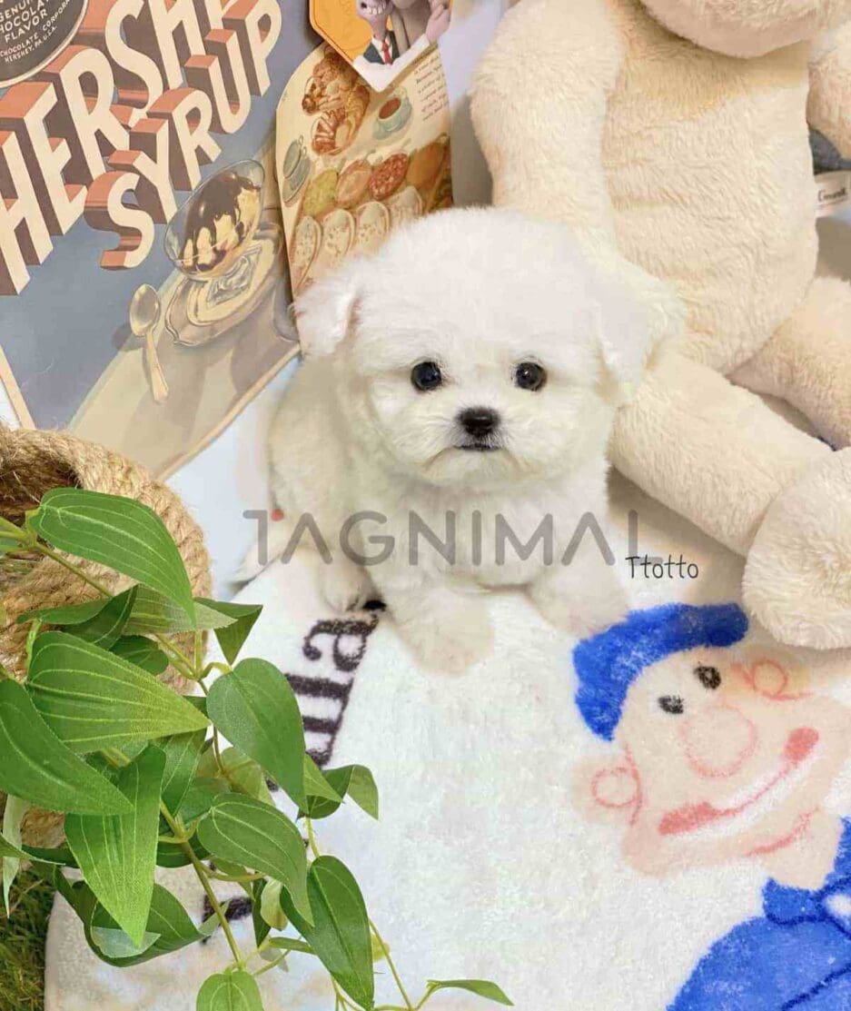 Bichon puppy for sale, dog for sale at Tagnimal