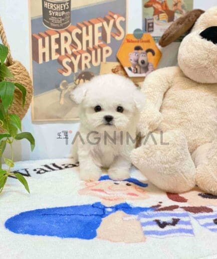 Bichon puppy for sale, dog for sale at Tagnimal