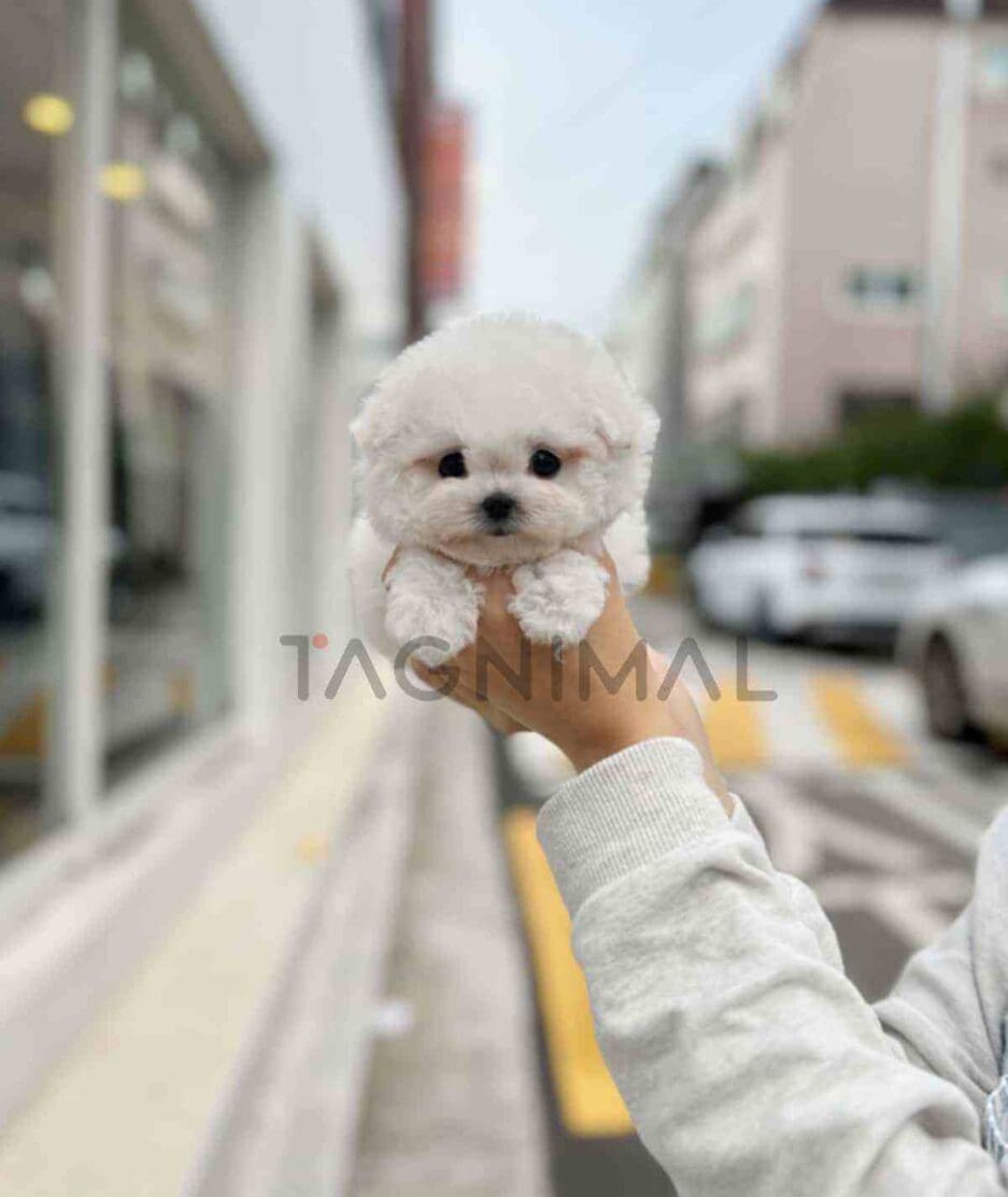 Bichon puppy for sale, dog for sale at Tagnimal