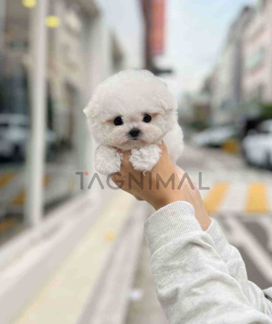 Bichon puppy for sale, dog for sale at Tagnimal