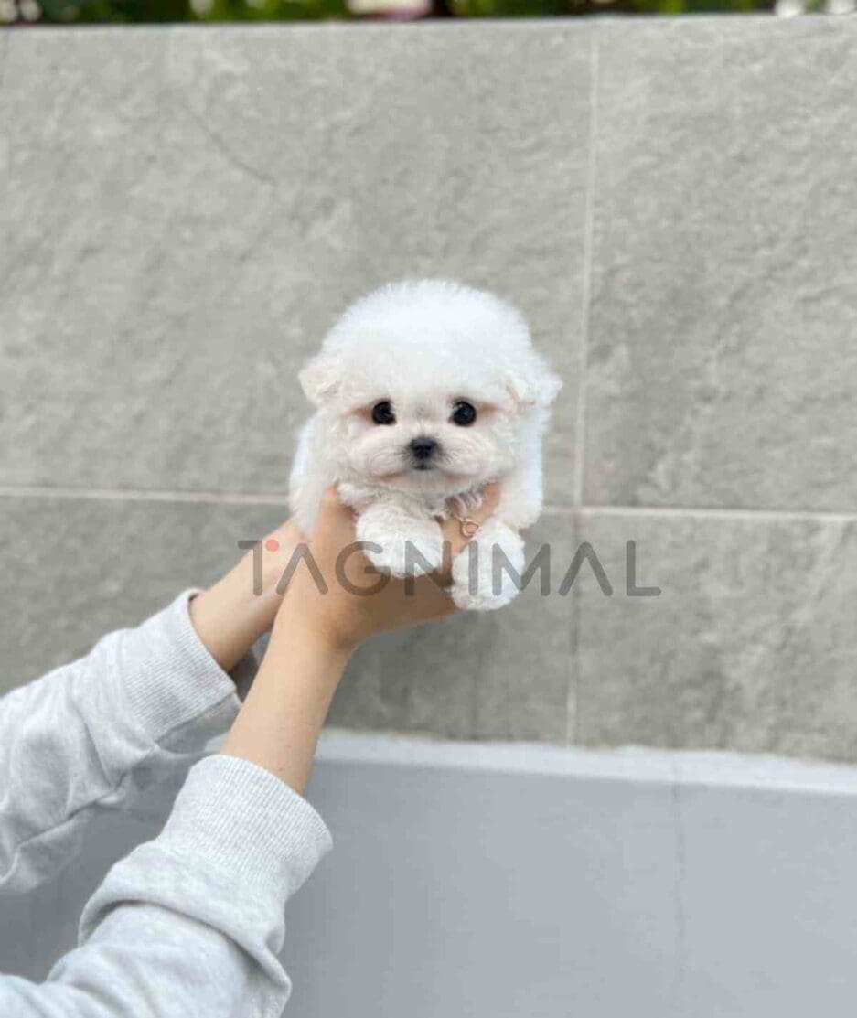 Bichon puppy for sale, dog for sale at Tagnimal