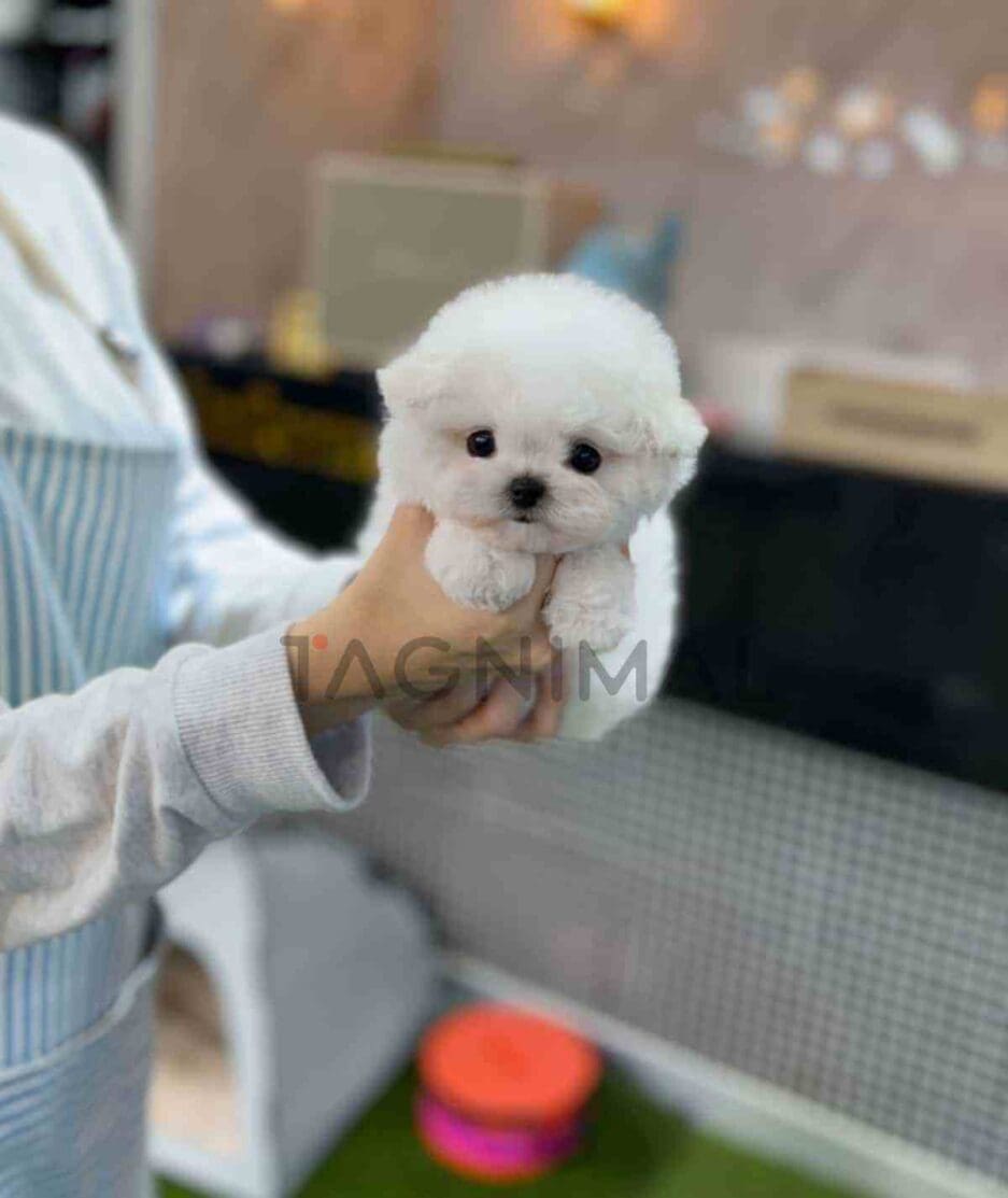 Bichon puppy for sale, dog for sale at Tagnimal