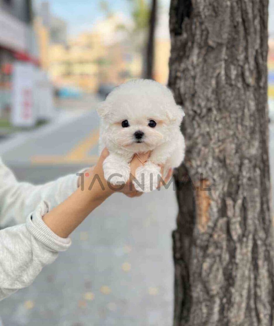 Bichon puppy for sale, dog for sale at Tagnimal