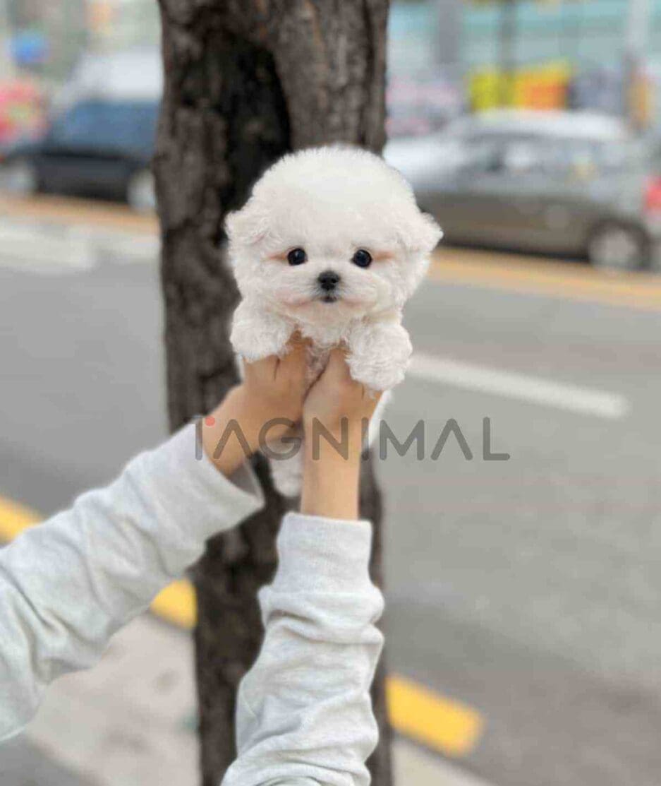 Bichon puppy for sale, dog for sale at Tagnimal