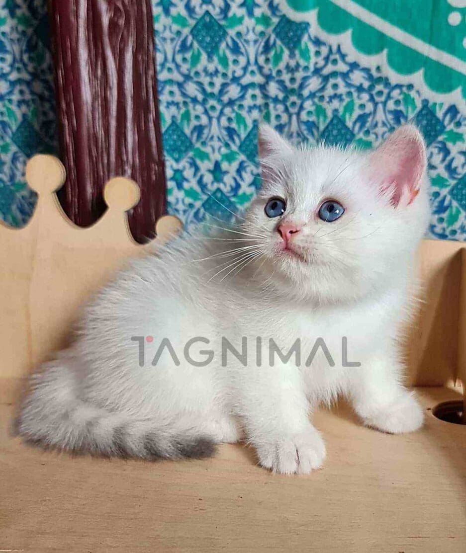 British Shorthair kitten for sale, cat for sale at Tagnimal