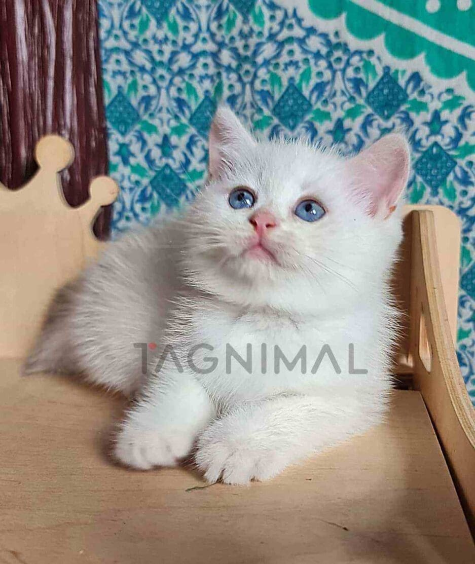 British Shorthair kitten for sale, cat for sale at Tagnimal