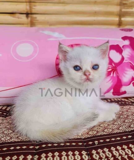 British Shorthair kitten for sale, cat for sale at Tagnimal