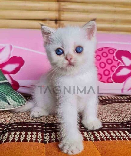 British Shorthair kitten for sale, cat for sale at Tagnimal