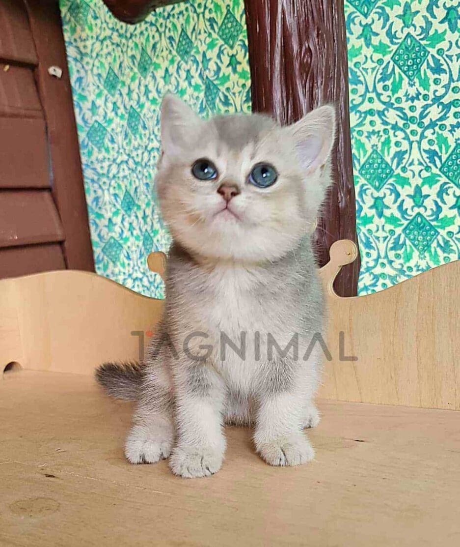 British Shorthair kitten for sale, cat for sale at Tagnimal