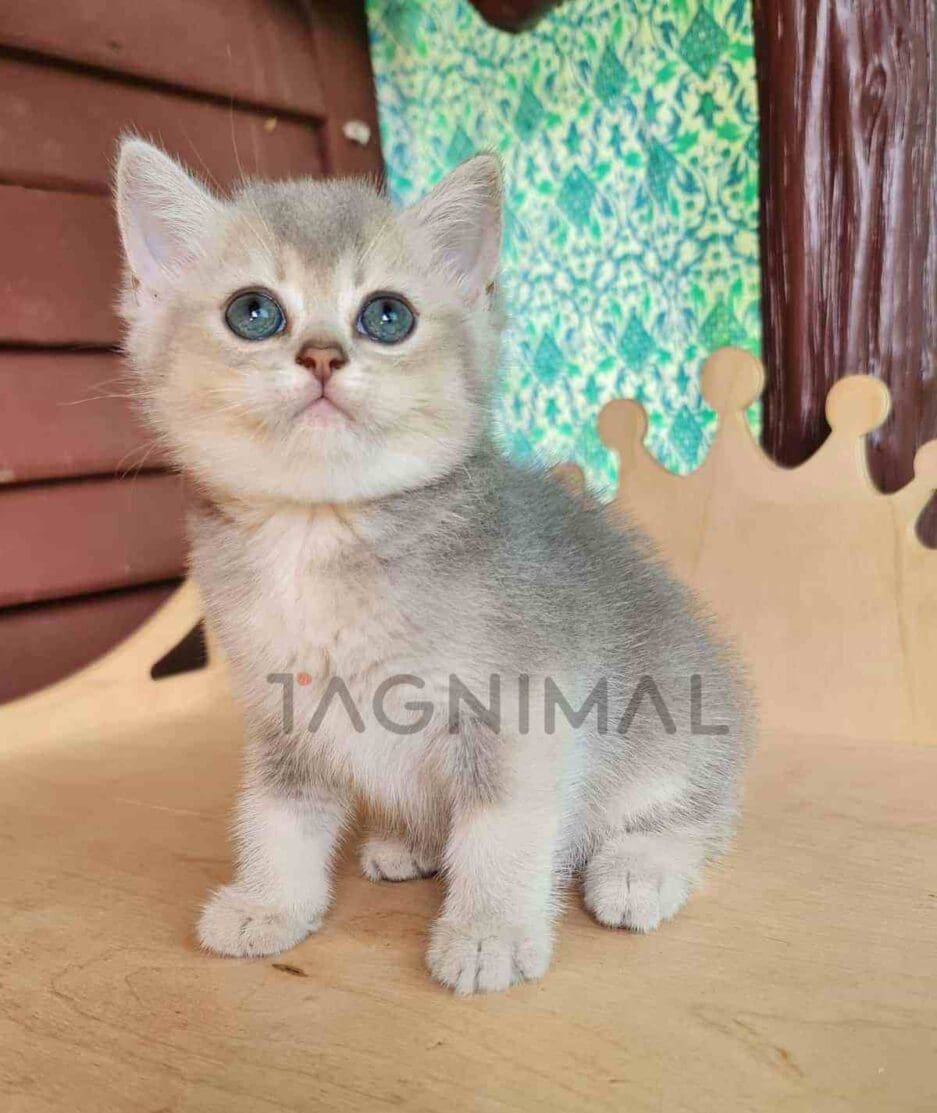 British Shorthair kitten for sale, cat for sale at Tagnimal