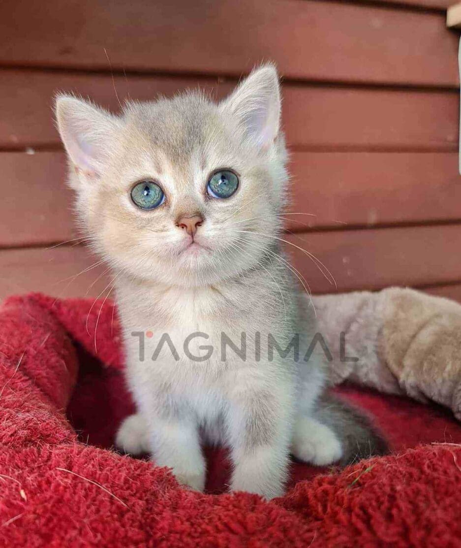 British Shorthair kitten for sale, cat for sale at Tagnimal