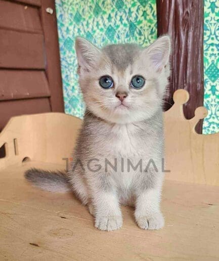 British Shorthair kitten for sale, cat for sale at Tagnimal