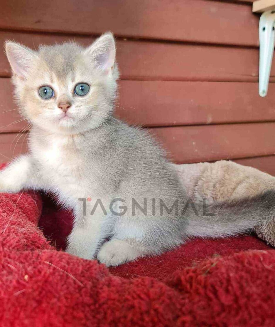 British Shorthair kitten for sale, cat for sale at Tagnimal