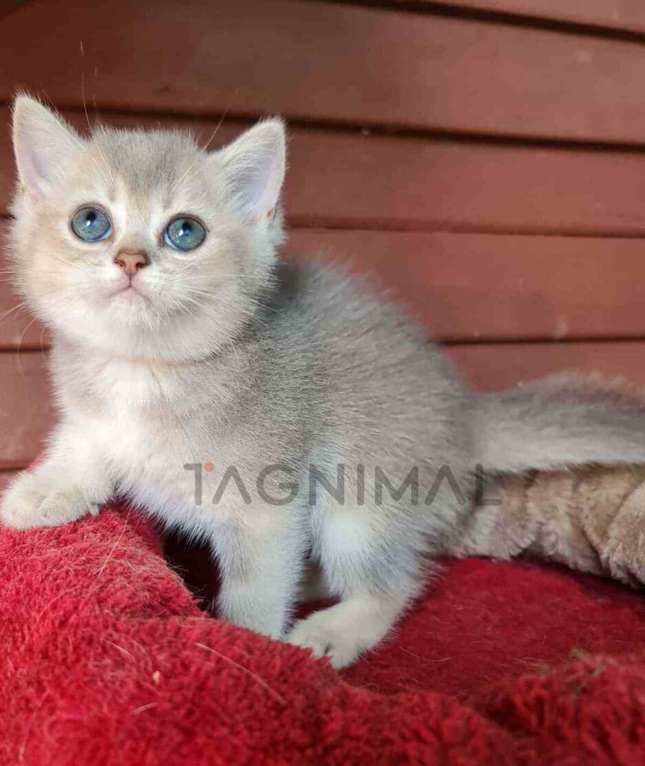 British Shorthair kitten for sale, cat for sale at Tagnimal