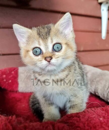 British Shorthair kitten for sale, cat for sale at Tagnimal