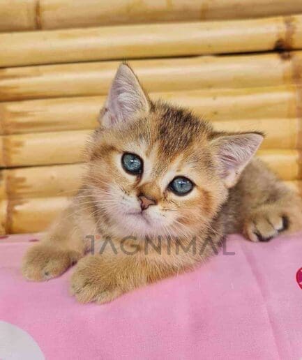 British Shorthair kitten for sale, cat for sale at Tagnimal