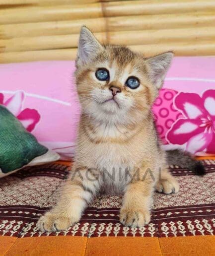 British Shorthair kitten for sale, cat for sale at Tagnimal