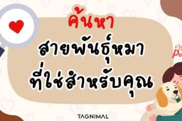 Tagnimal ค้นหาสายพันธุ์หมาที่ใช่สำหรับคุณ