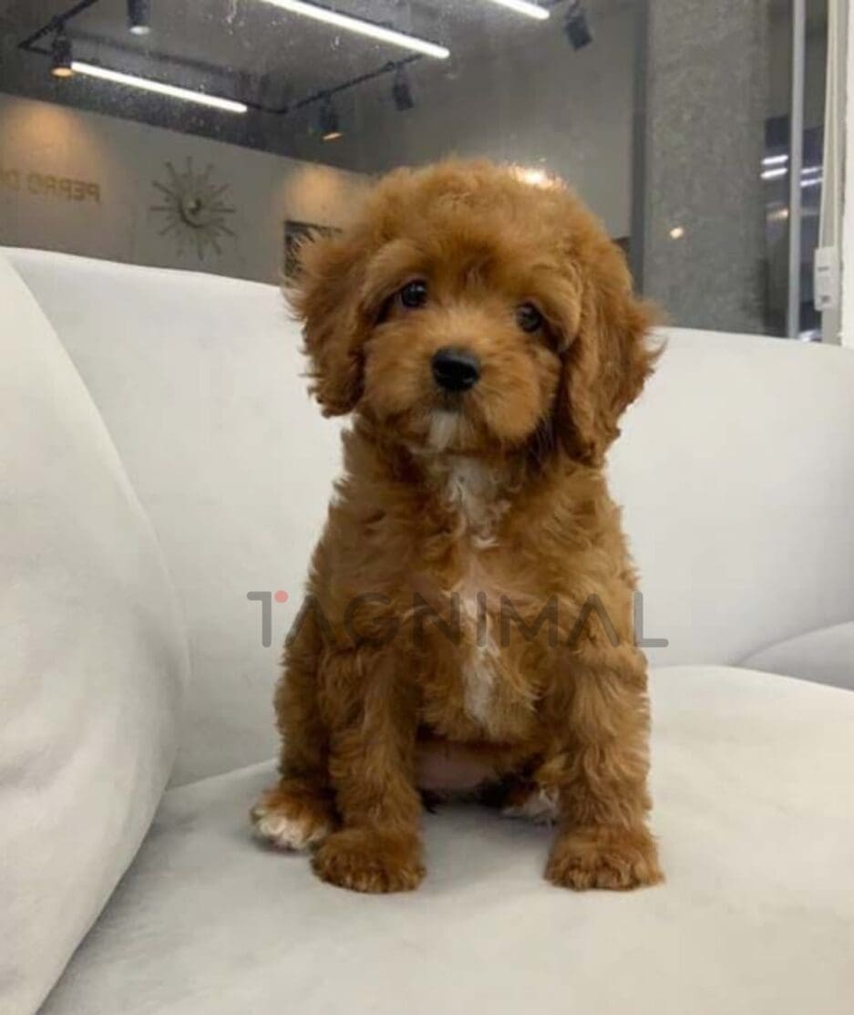 Goldendoodle puppy for sale, dog for sale at Tagnimal