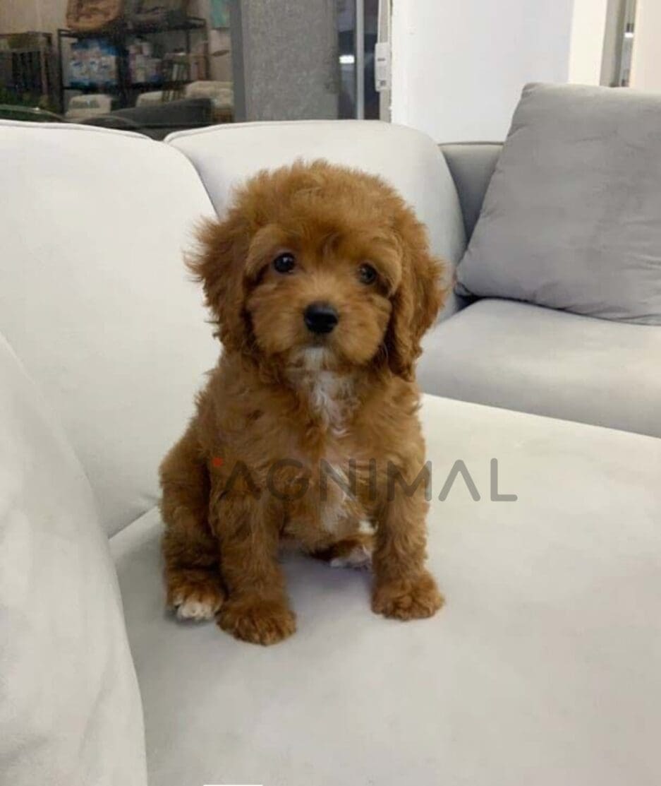 Goldendoodle puppy for sale, dog for sale at Tagnimal