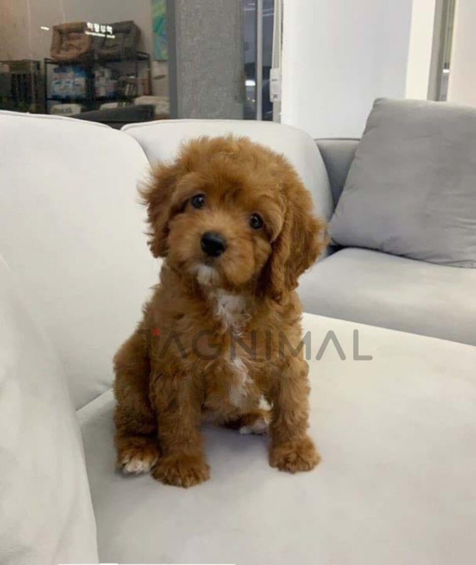 Goldendoodle puppy for sale, dog for sale at Tagnimal